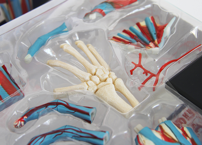 4D Master人体手掌模型 医学教学与解剖学习的创新工具